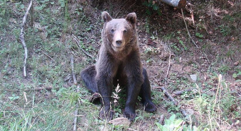 Ismét medvetámadás történt Szlovákiában
