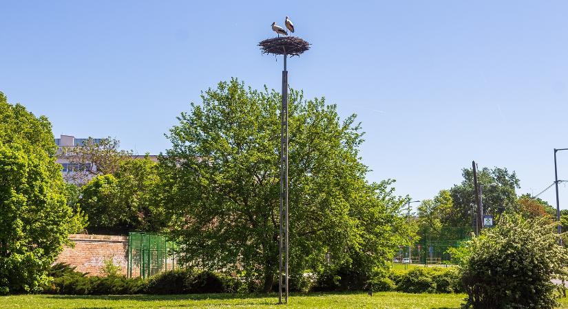 Nap képe: elfoglalta fészkét az Európa Park gólya párja