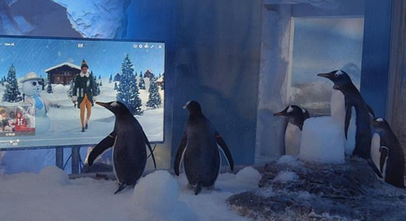 Karácsonyi filmekkel készülnek a londoni pingvinek az újranyitásra