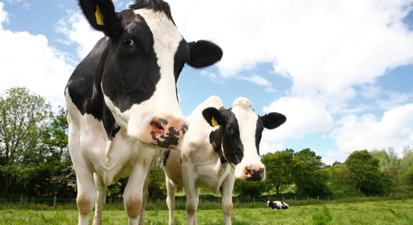 Itt a dánok nagy dobása: így csökkentenék a tehenek metánkibocsátását
