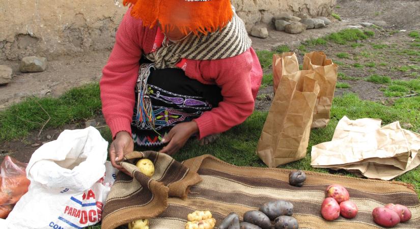 FAO útmutató a burgonya nemzetközi napjáról: segít felkészülni az első világnapra május 30-án