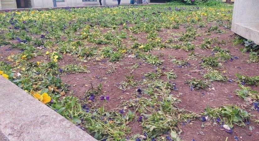 Elpusztították a Deák téri virágágyásokat a hétvégi pénzszórás szervezői, de azt ígérik, rendbe fogják tenni