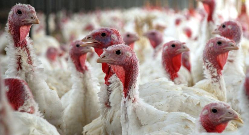 Több állattartó telepen is megjelent a madárinfluenza