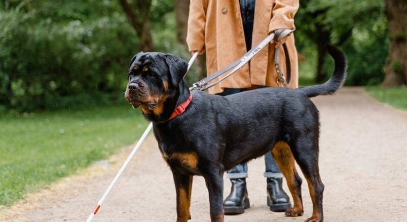 Döntött a képviselőház, nem diszkriminálják ezentúl a vakvezető kutyával közlekedő személyeket