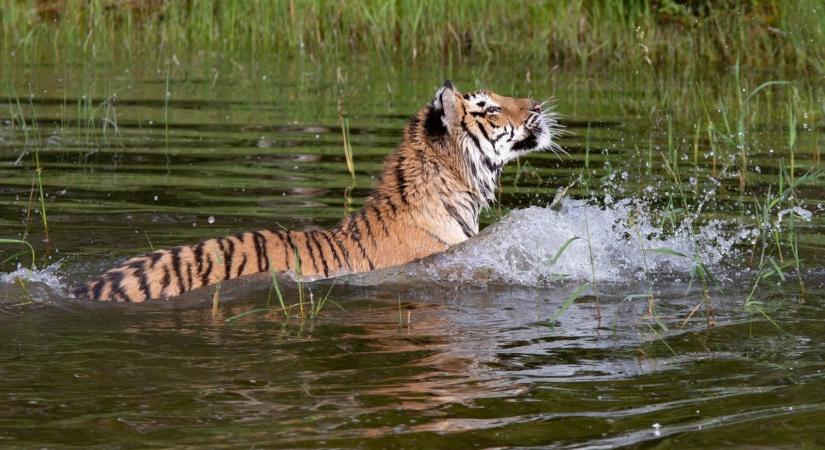 Hihetetlen, mivel szórakoztatja magát ez a tigris – videó