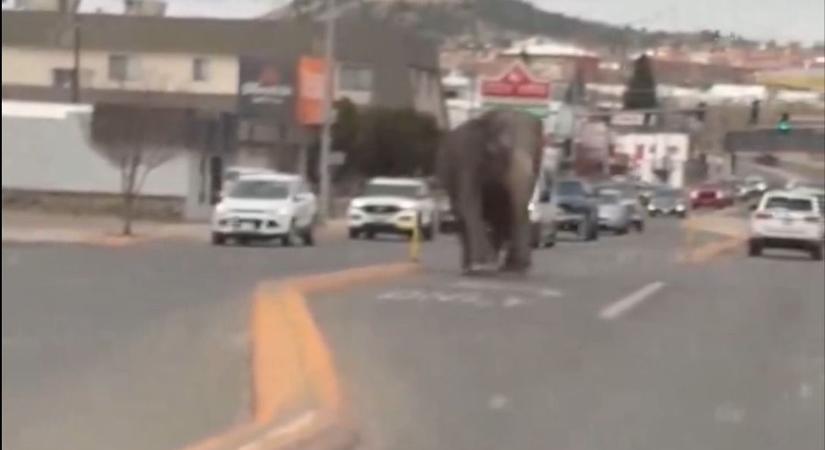 Elefánt sétálgatott az autósok között - videó