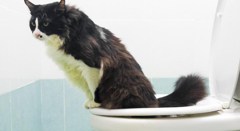 Le lehet húzni a macskák ürülékét a WC-n?