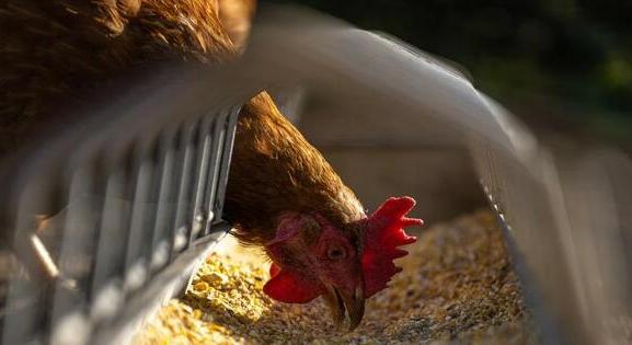 Simán bejöhet az EU-ba a szalmonellás ukrán csirkehús