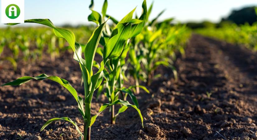 Nyugat-Európában akadozik a kukorica vetése. Mutatjuk, miért
