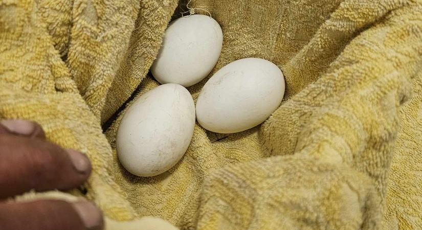Áramütés ért egy gólyát Vásárhelyen, azonnali tojásmentésre volt szükség!