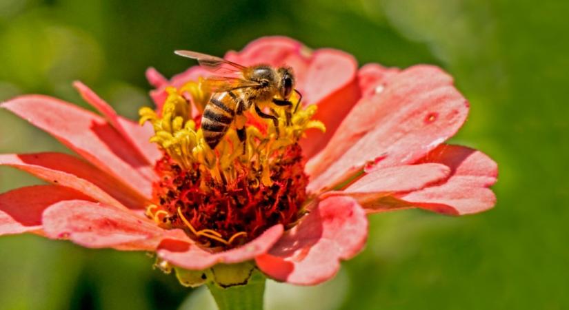 Megtalálod a méhet a virágos mezőn? Akinek nincs legalább 140-es IQ-ja, az sosem jut el a megfejtésig