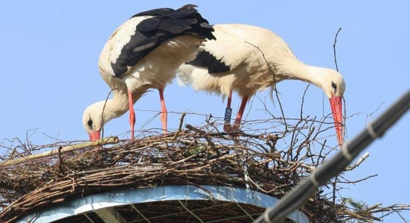 Hazajött Zalába a Litvániába elcsavargott fehér gólya