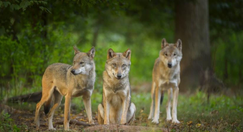 Nem engedik kilőni a farkasokat: a civilek szigorítás ellen küzdenek