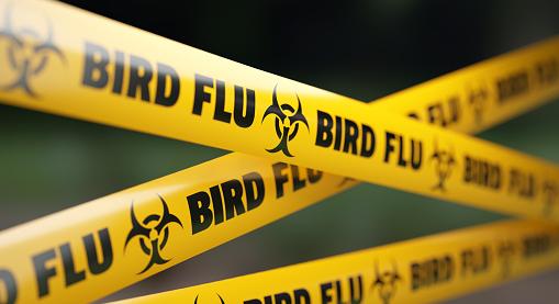 Két megyében ismét felütötte fejét a madárinfluenza