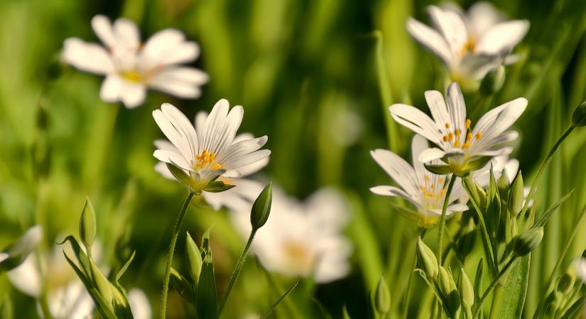 A tavasz nemcsak napfényt, hanem tápanyagokban gazdag növényeket is ajándékoz – Ismered a tyúkhúrt?