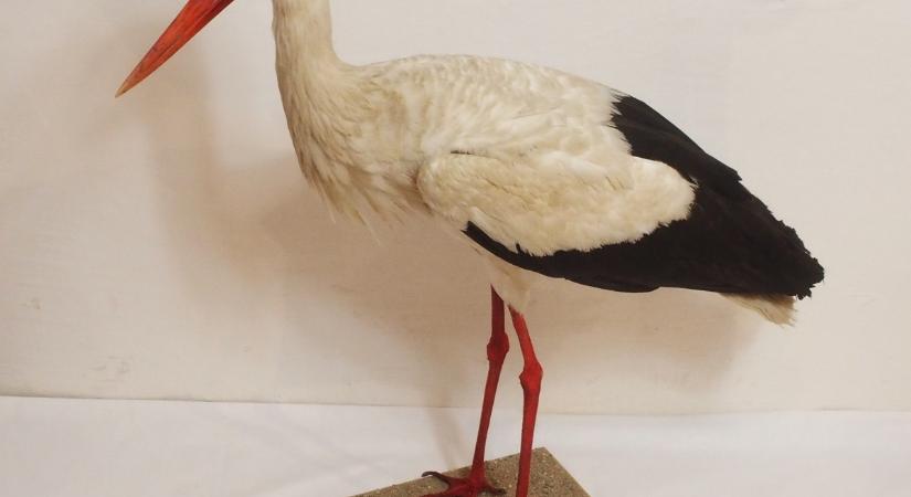 Fehér gólya – április hónap műtárgya Rimaszombatban
