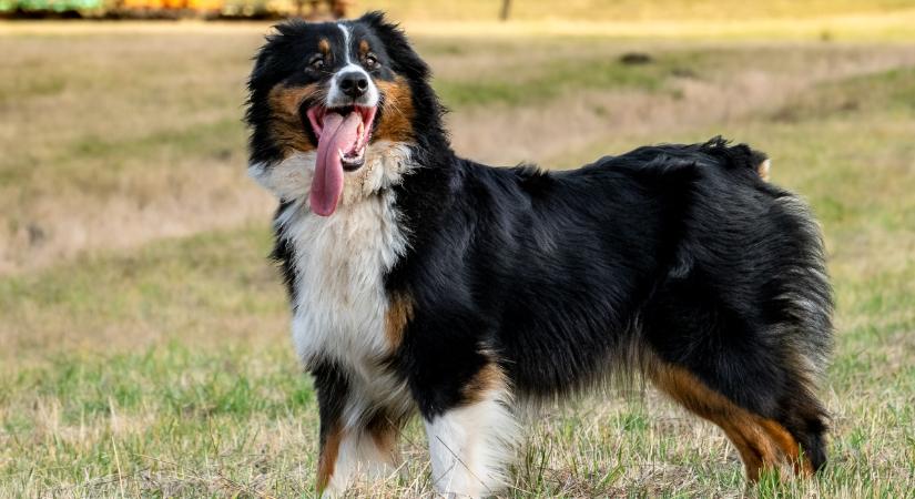 6 dolog, amivel boldogabbá teheted kutyád életét