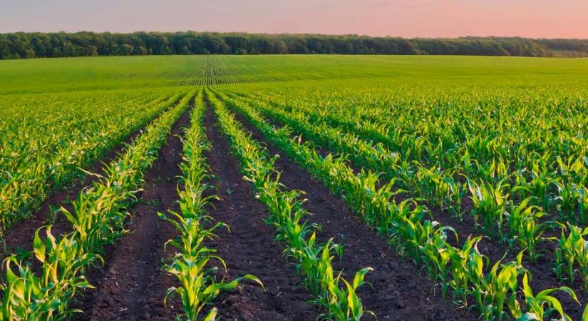 A gyomnövények elleni hatékony védelem kulcsfontosságú a termésbiztonság eléréséhez