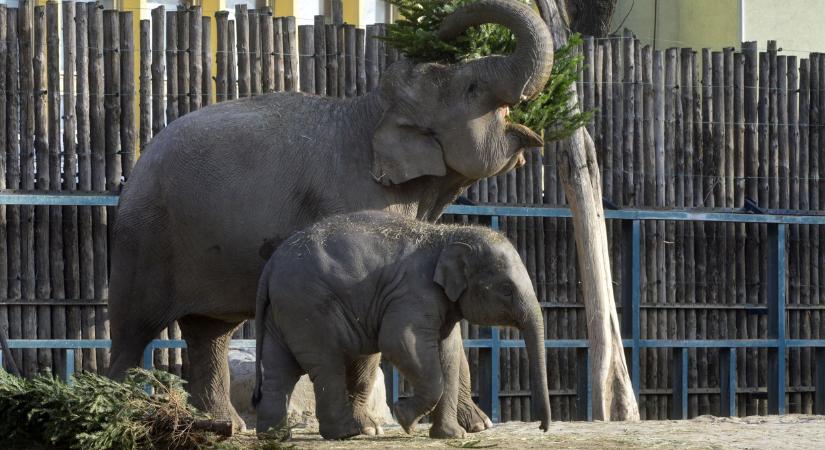 Óriásit robbant a Budapesti Állatkert: erről minden kisgyermekes családnak tudnia kell