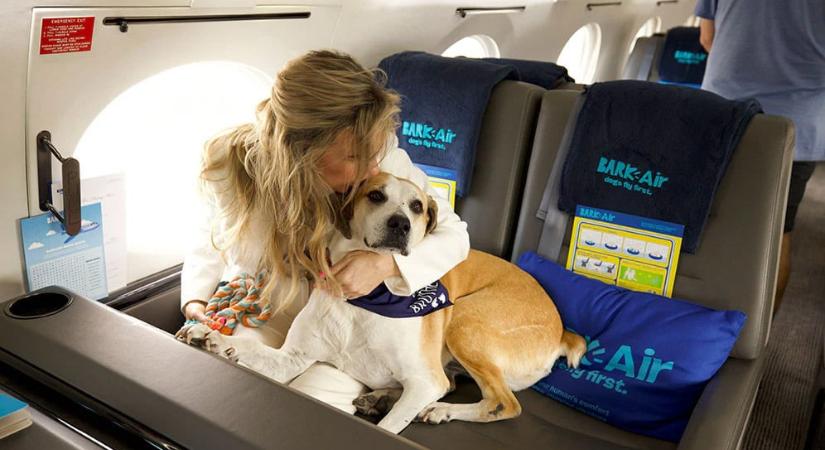 Minden kutyás utazó álma – kutyabarát légitársaság indul