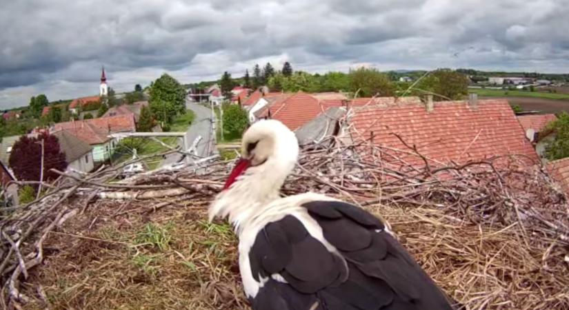 Élőben követhetjük a seregélyesi gólyák mindennapjait