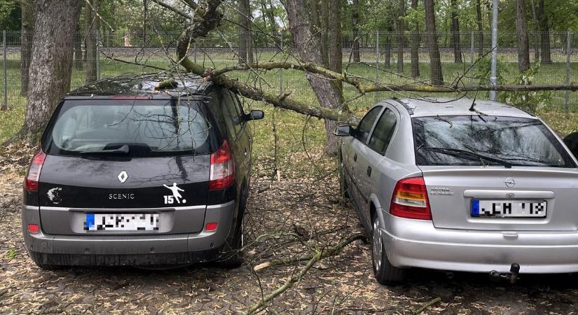 Rászakadt egy kőrisfa az alatta parkoló autókra Orosházán