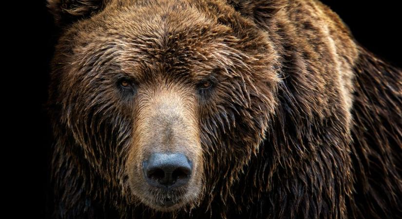 Nyugtalanító: egyre több a medvetámadás a közvetlen szomszédunkban