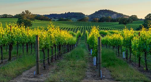 A szőlőtermesztés és borászat fenntarthatósága