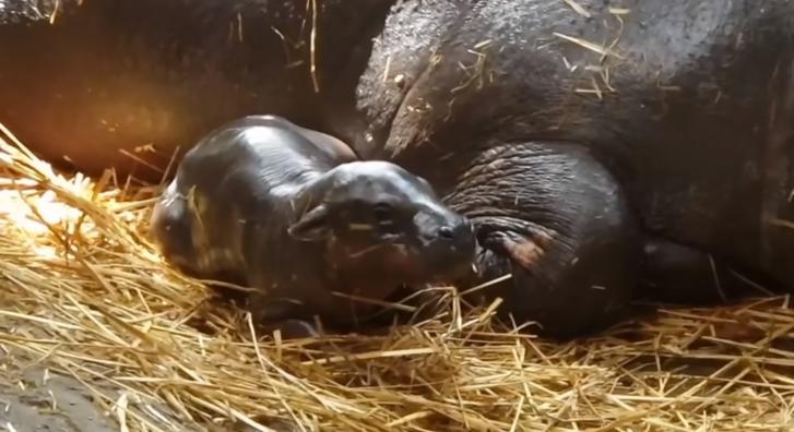 Imádnivaló törpe víziló született a Szegedi Vadasparkban
