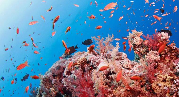 Már másodjára sújtja tömeges korallfehéredés óceánjainkat az elmúlt évtizedben