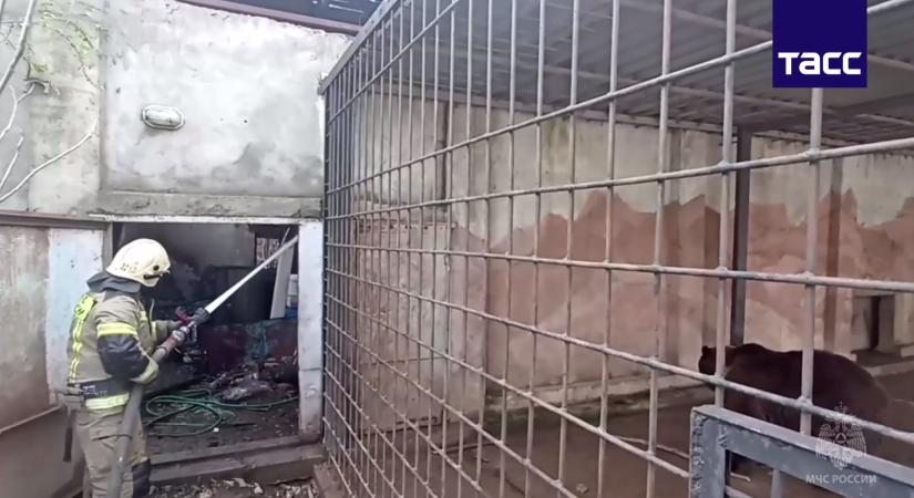 A megszállt Jevpatoriában több mint 200 állat pusztult el az állatkerti tűz következtében
