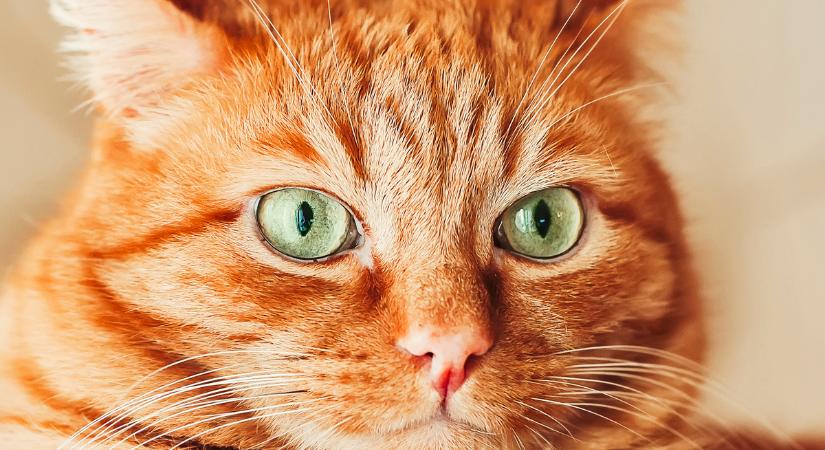 A vörös macskák rejtélye: tényleg másképp viselkednek?