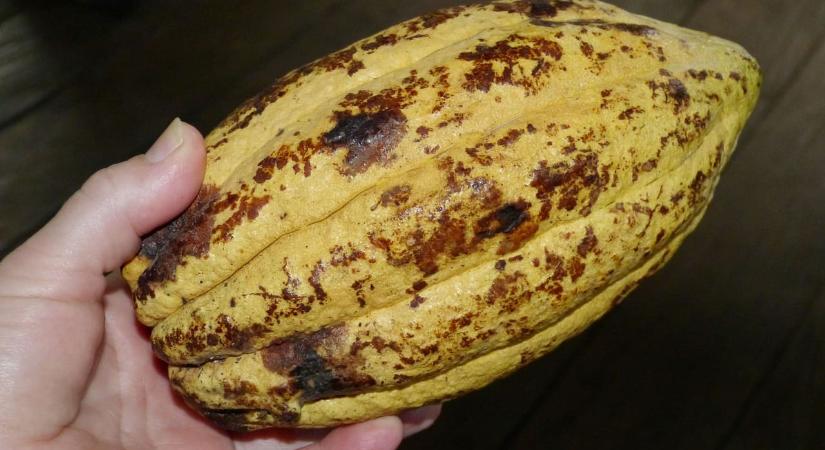 Nem csak nálunk volt forró a tavasz: rásülnek a kakaóbabok a fákra Elefántcsontparton