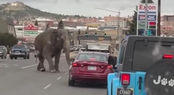 Egy átlagos nap Montanában: Viola elszabadult – videón, ahogy az autók közt szlalomozik az elefánt