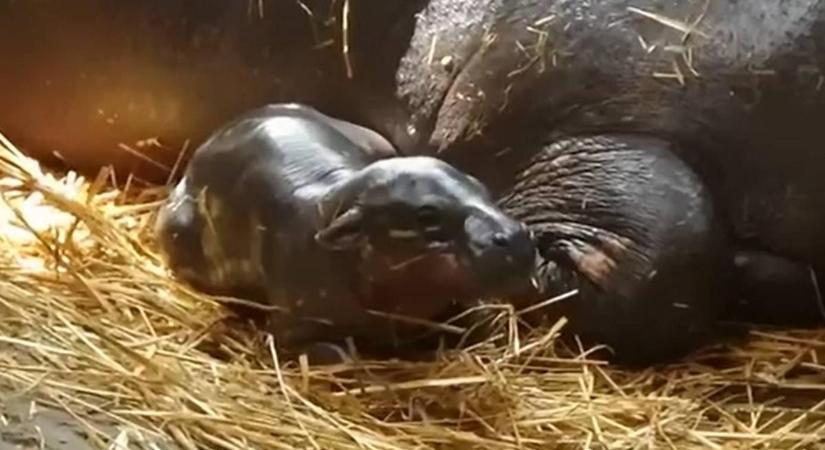 Napi cukiság: törpe víziló született a Szegedi Vadasparkban – Videón a csöppség