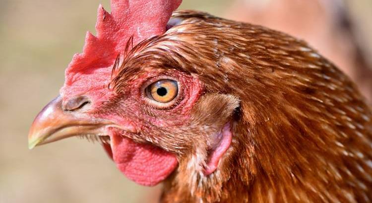 Csirketollból élelmiszer? Egy kutató megcsinálta