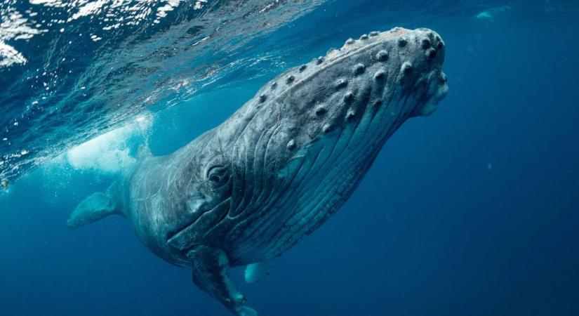 Földönkívülikre specializálódott tudósok azt állítják, hogy 20 percig beszélgettek egy bálnával