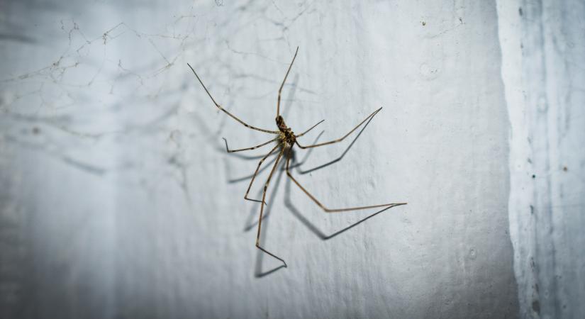 Ez történik a pókkal, ha kidobod a lakásból