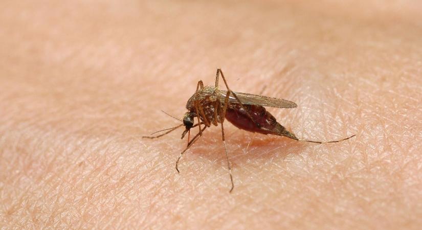 Megkezdődött az idei központi szúnyoggyérítési program