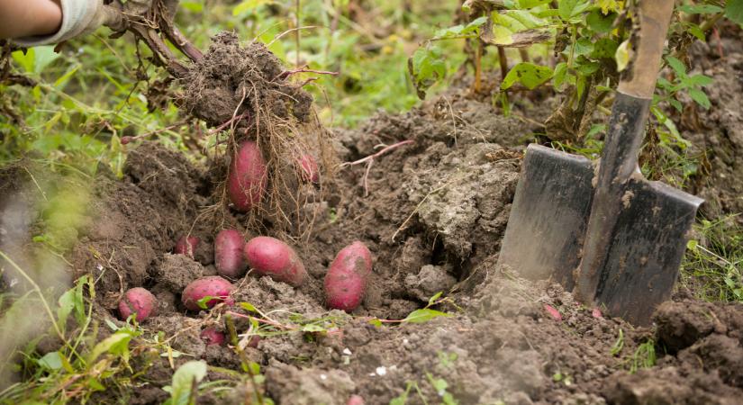 Ehhez még kert sem kell: így termeszthetsz krumplit otthon