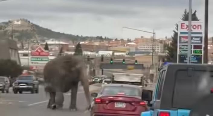 Cirkuszból szökött elefánt csatangolt az autók között