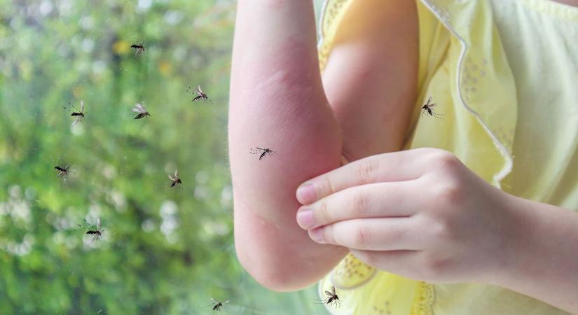 Elindult a katasztrófavédelem által koordinált szúnyoggyérítés