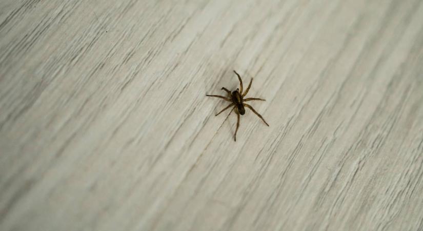 Ez történik a pókokkal, ha kidobja őket a lakásból