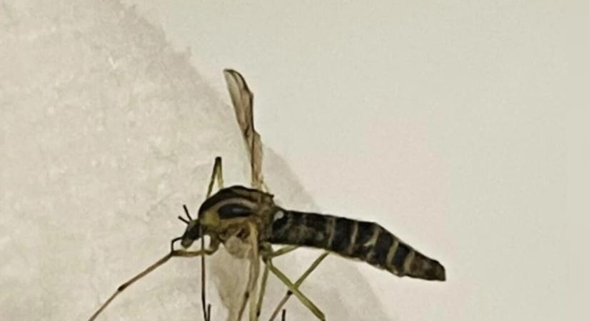 MEGERŐSÍTETTÉK: Megjelent Szlovákiában a veszélyes szúnyogfaj
