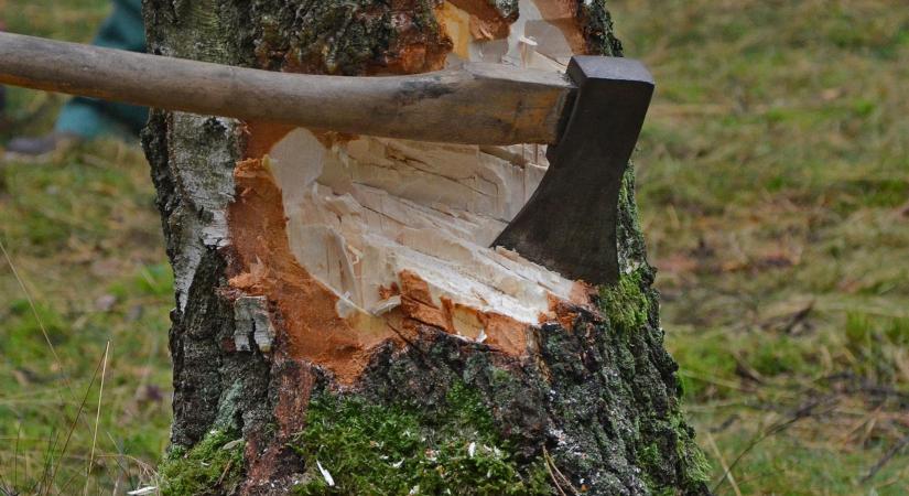 Természetvédelmi kárt okozhatnak a költési időszakban végzett fa- és bokroskivágások