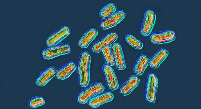 Gyilkos baktériumok jöhetnek, itt az előrejelzés
