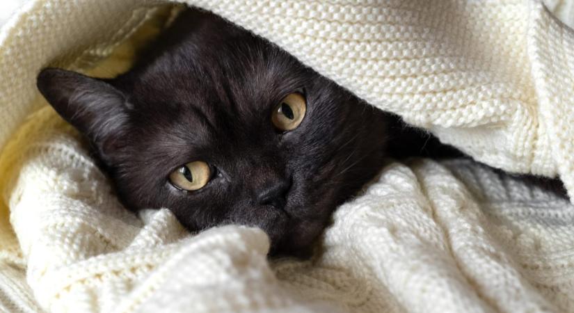 Miért bújik a macska a takaró alá?