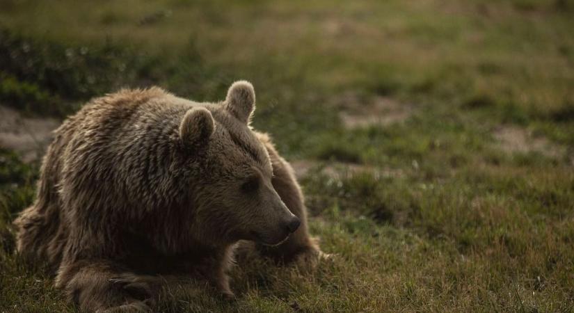 Újabb medve tévedt lakott területre Székelyföldön