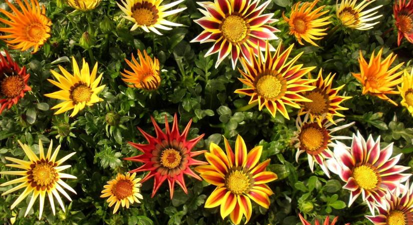 Virágládáimat egész nap süti a nap. Mit ültethetek bele?