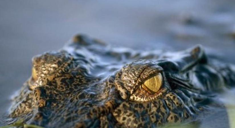 Krokodil ölt meg egy fiút Ausztráliában